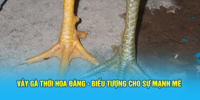 vảy gà thới hoa đăng